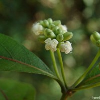 Gynochthodes umbellata (L.) Razafim. & B.Bremer